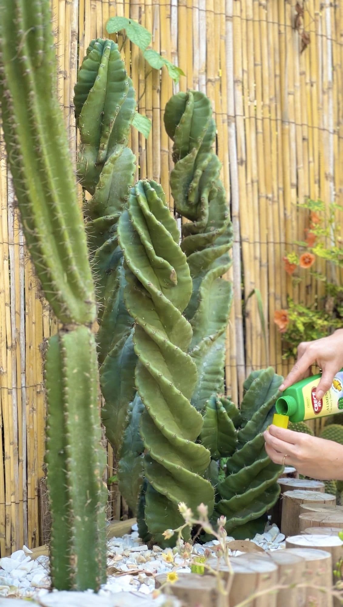 Agus fertilizando el cactus espiral del cantero con un producto de Denucio