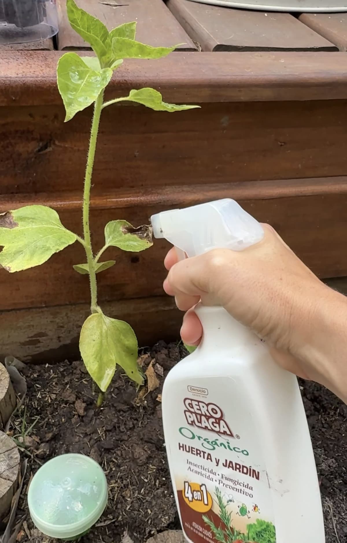 Aplicando un repelente orgánico Cero Plaga de Denucio sobre un girasol joven