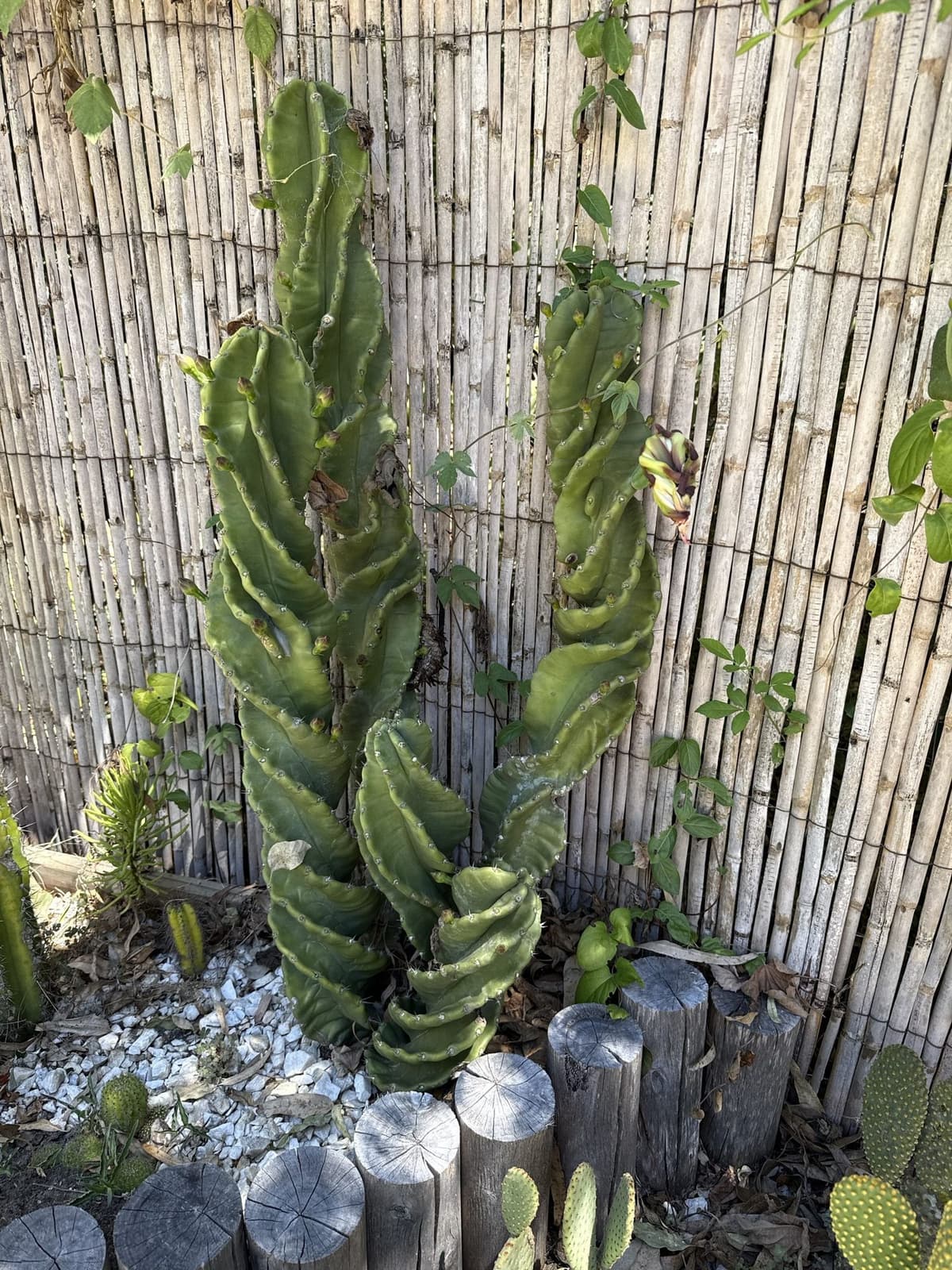 Cactus espiral (Cereus forbesii 'Spiralis') en el cantero del Bondi, contra un cerco de caña