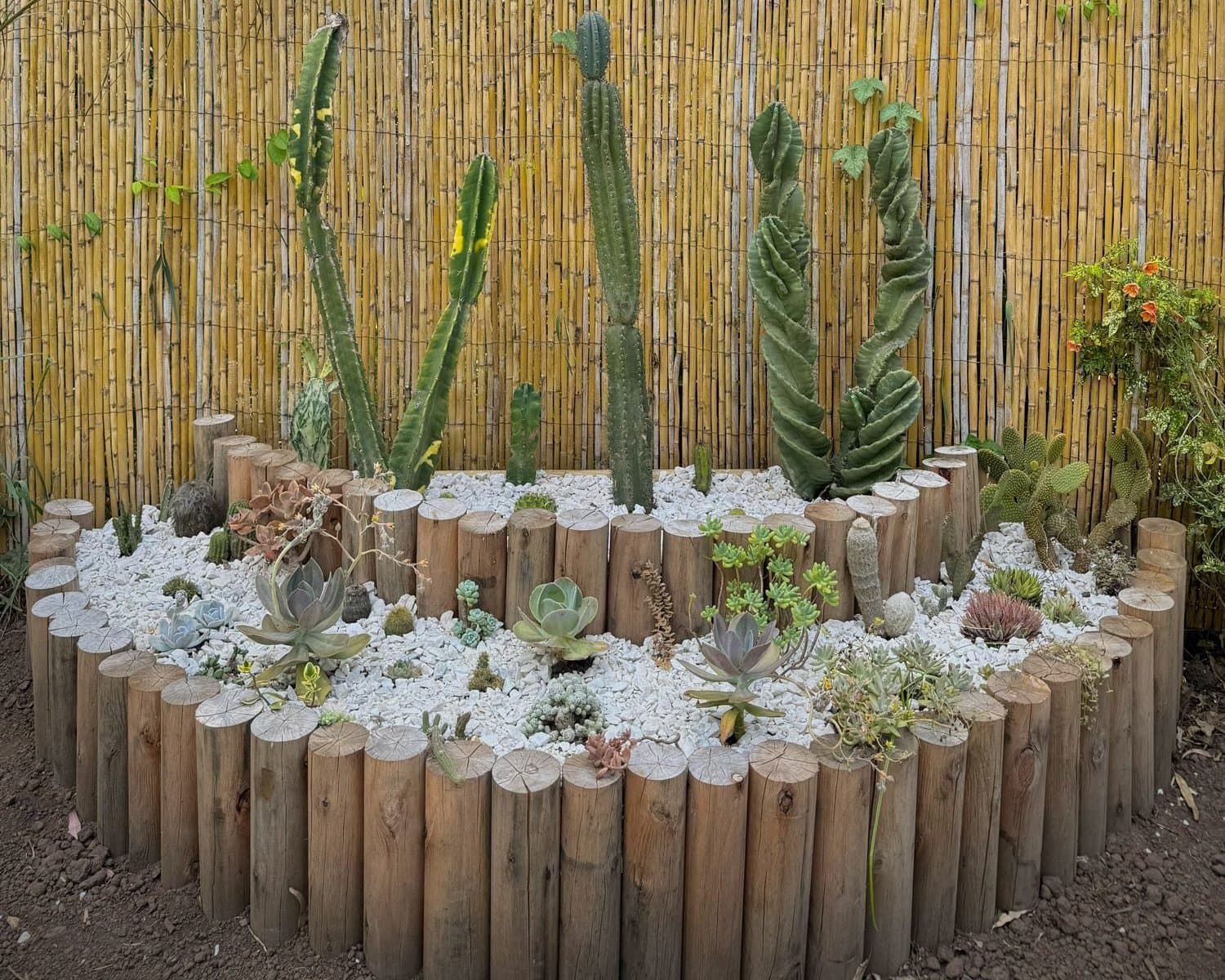 El cantero de cactus y suculentas de BondiHouse, con piedras blancas y borde de troncos frente a un cerco de caña
