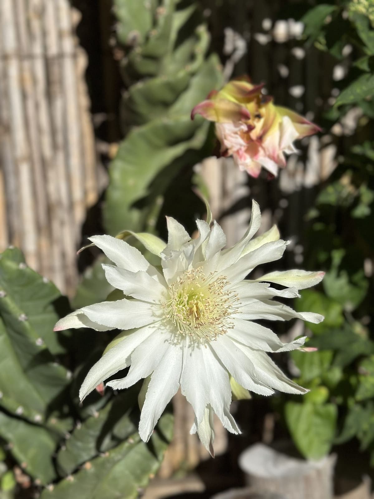 Flor blanca de cactus espiral (Cereus) abierta en el jardín de BondiHouse