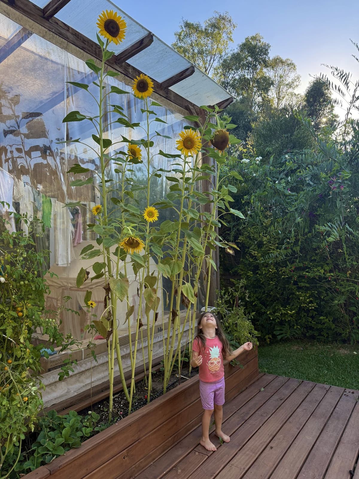 Franca bajo los girasoles gigantes del cantero de casa