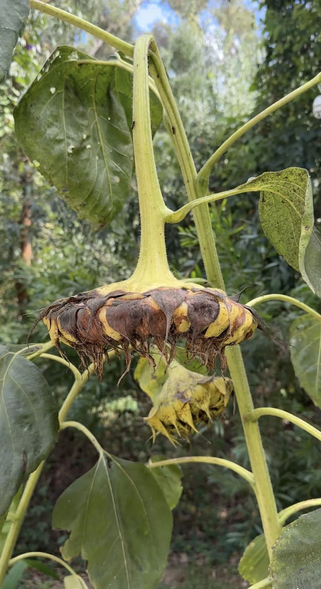 Girasol maduro, con la cabeza inclinada y los pétalos secos