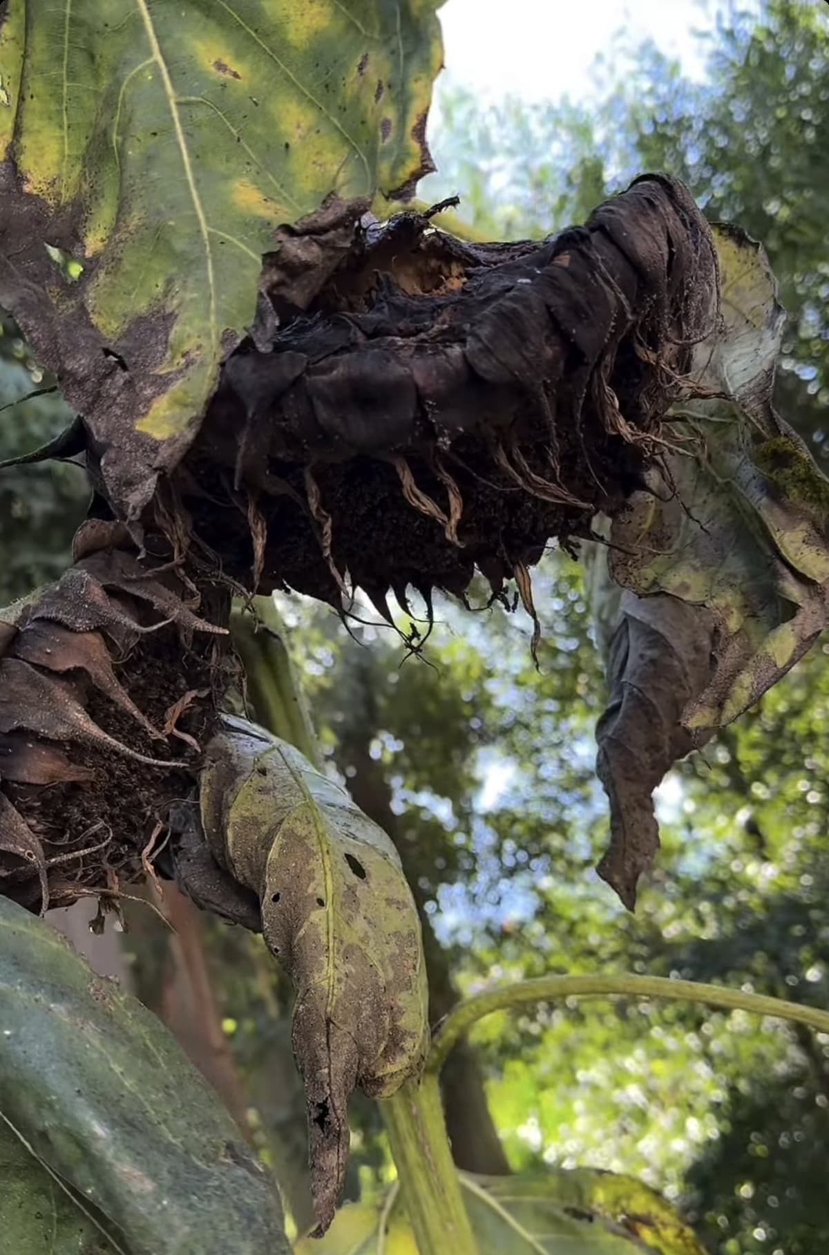 Cabeza de girasol podrida y ennegrecida en la planta, por la lluvia y la humedad