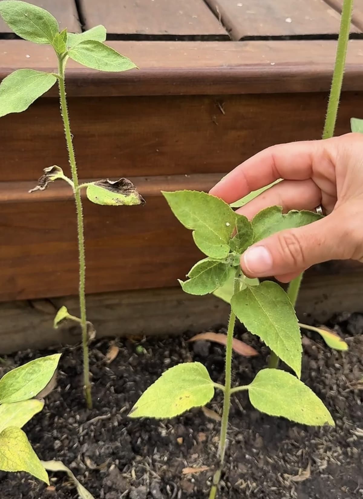 Girasoles jóvenes con tallos largos y débiles
