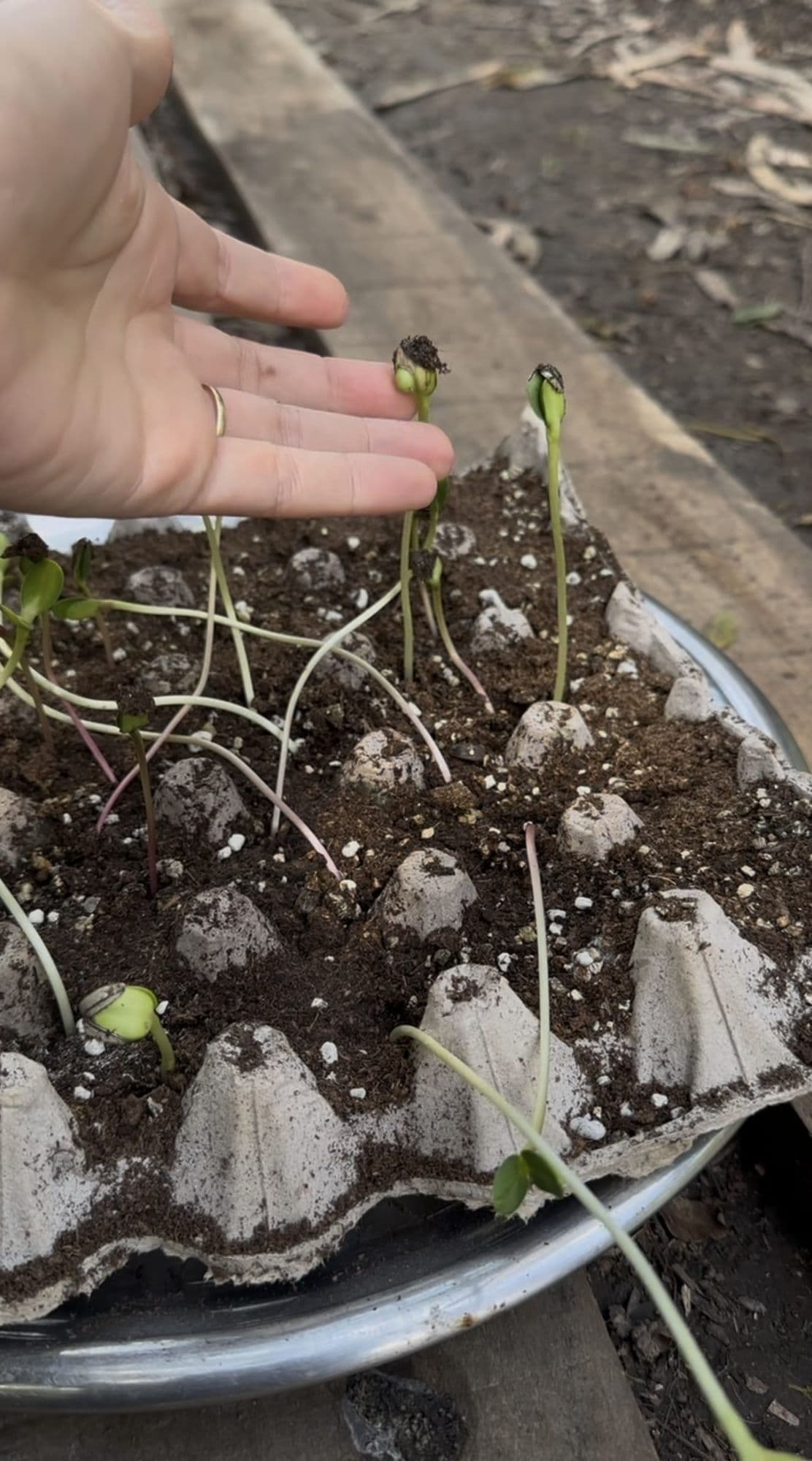 Girasoles germinados en un maple de huevo, con tallos largos y débiles