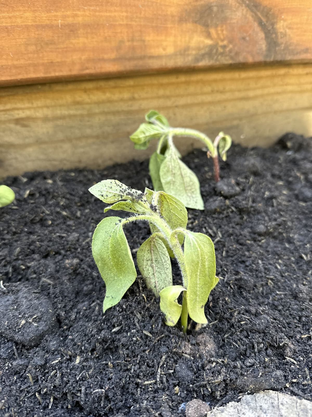 Plantín de girasol decaído después de un trasplante tardío