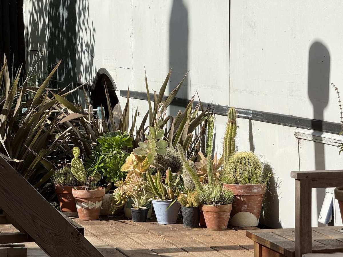 Rincón de cactus y suculentas en macetas de barro sobre el deck del Bondi