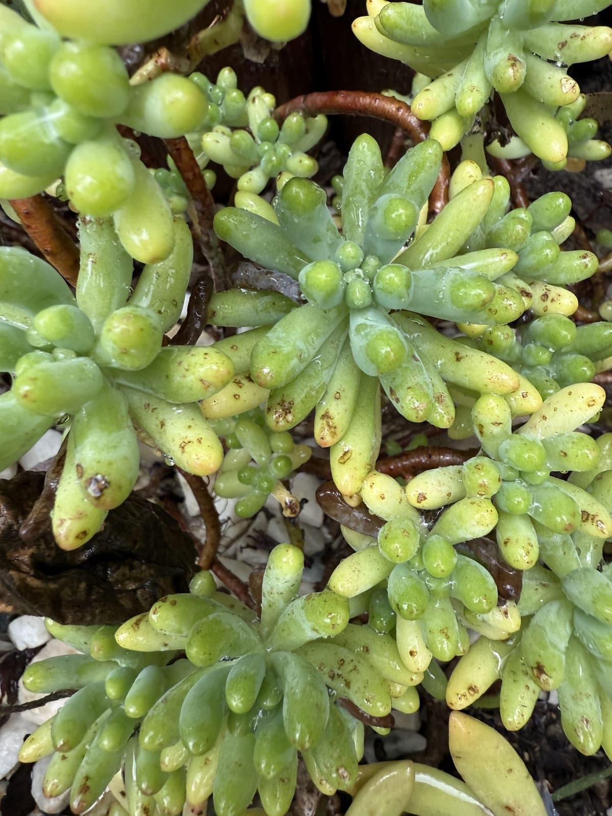 Sedum con hojas amarillentas y manchas por hongos