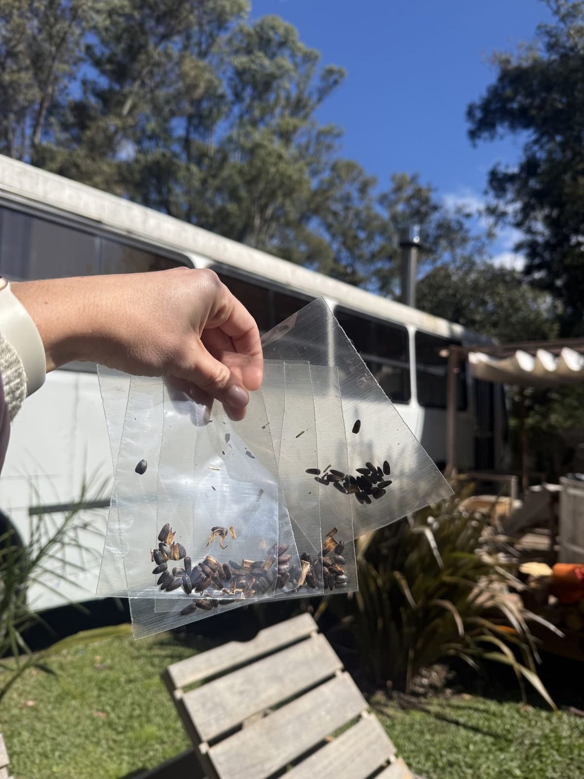 Mano sosteniendo bolsitas con semillas de girasol listas para regalar, frente al Bondi