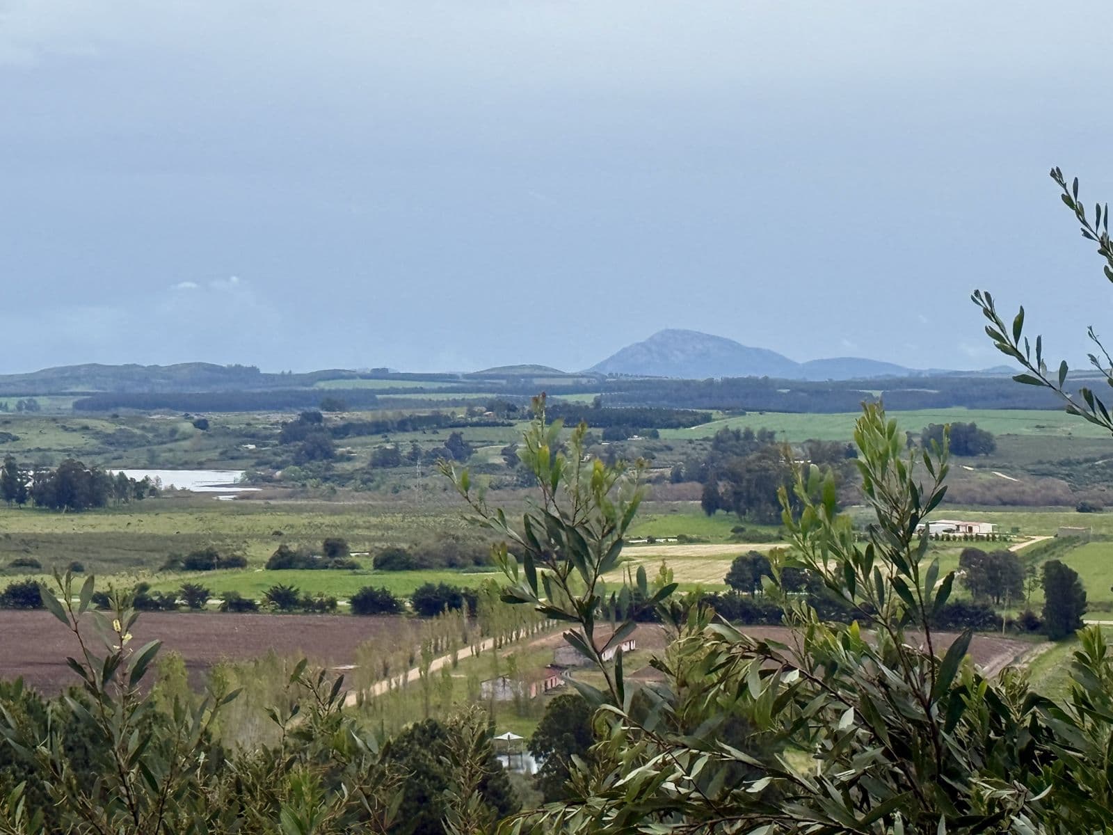 Vista da Bodega Alto de la Ballena: campos, uma lagoa e o Cerro Pan de Azúcar ao longe, entre galhos de oliveira